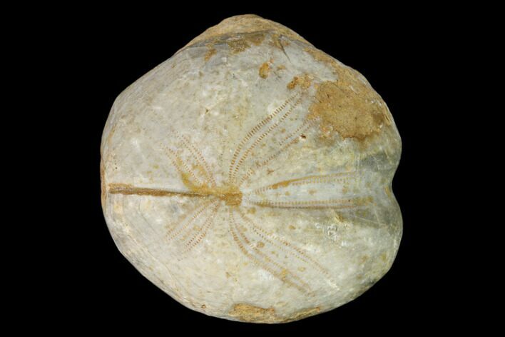 Cretaceous Sea Urchin (Toxaster) Fossil - Germany #147155